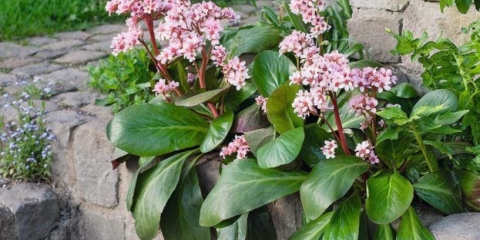 Razlozi zašto bergenija ne cvjeta i šta učiniti